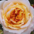 Amarillo - rosa - Rosas nostálgicas - Georges Denjean